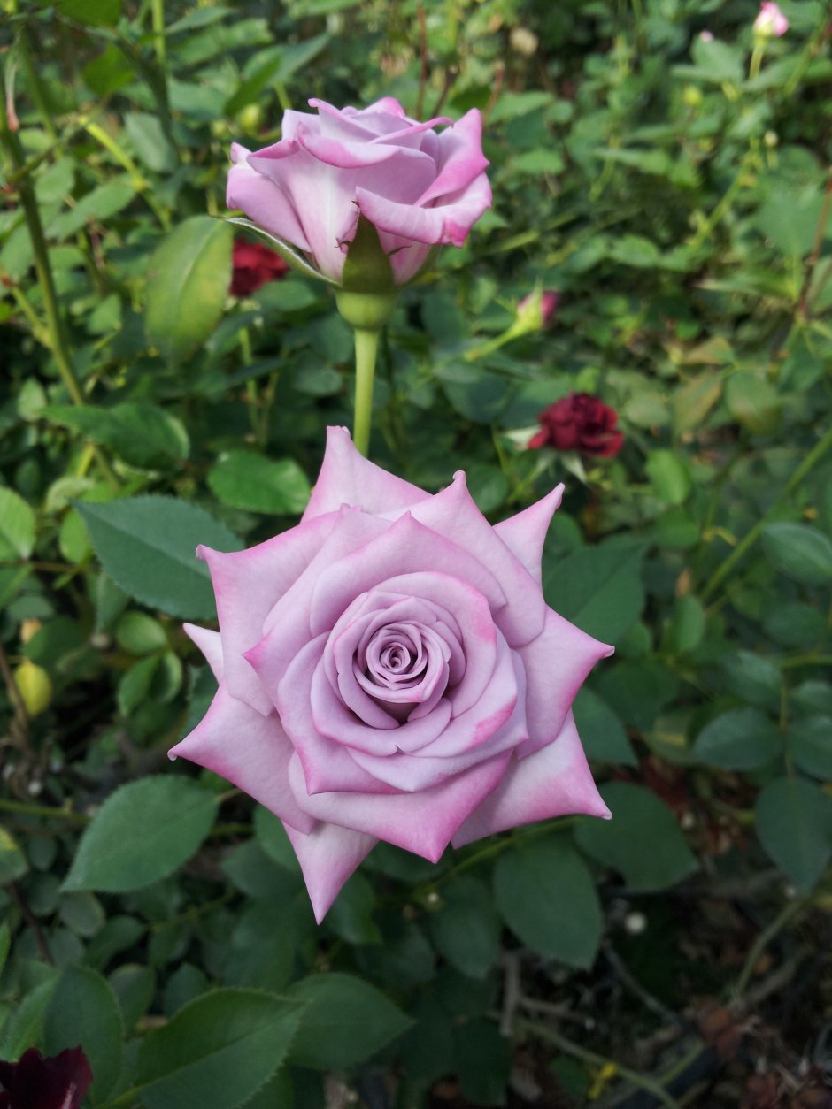Роза чайно-гибридная (Rosa cool Water)