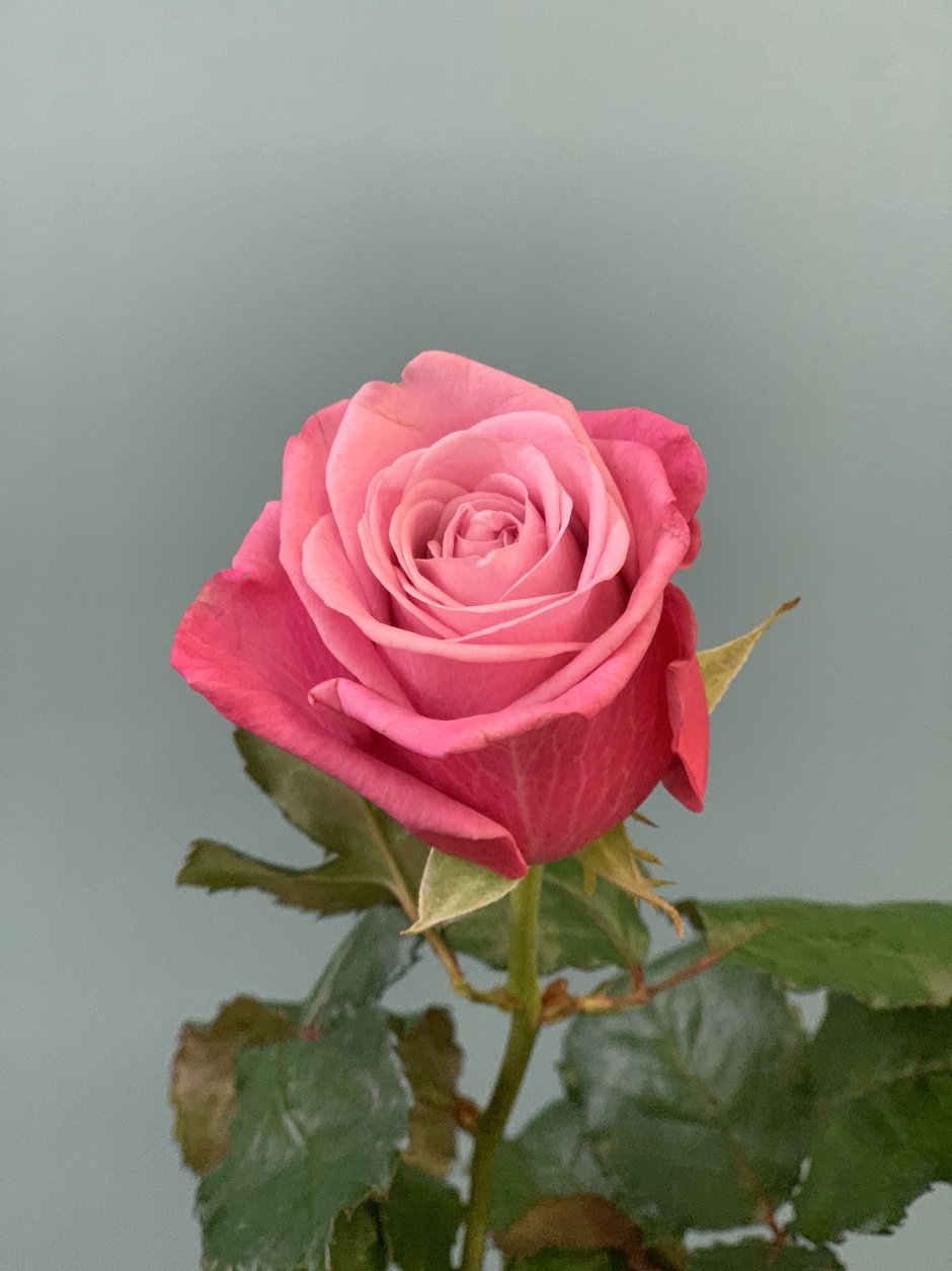 Роза дип Ватер