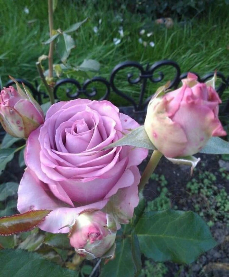 Роза чайно-гибридная дип Ватер