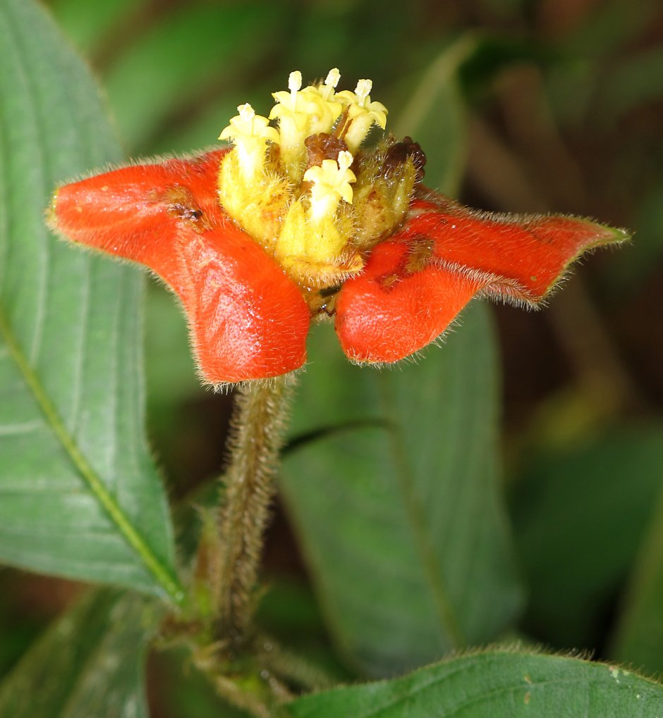 Psychotria poeppigiana (Психотрия)