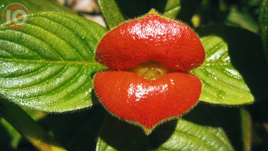 Цветок женские губки