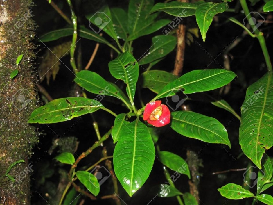 Psychotria elata