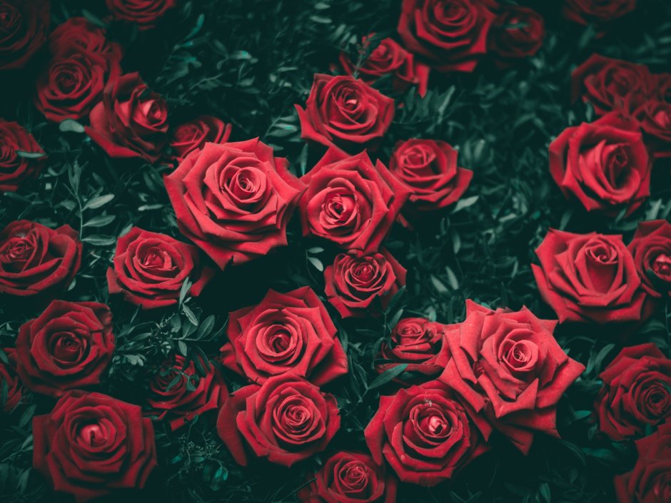 Красные розы фон