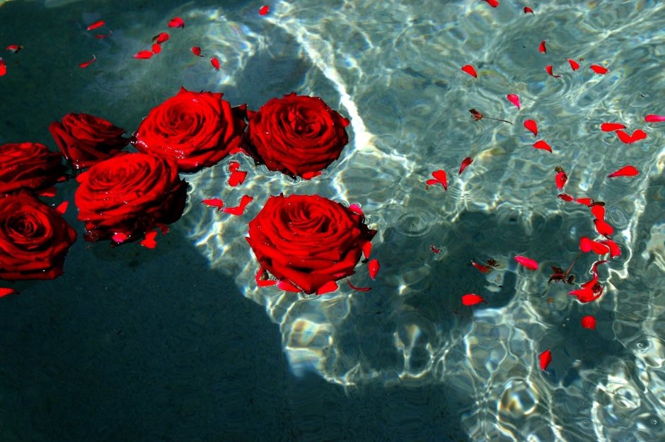 Красные розы в воде