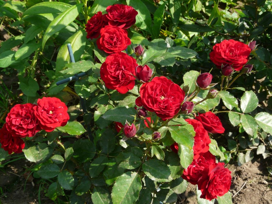 Роза флорибунда Lavaglut