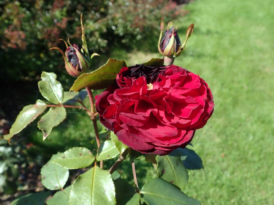 Сорт розы Адмирал
