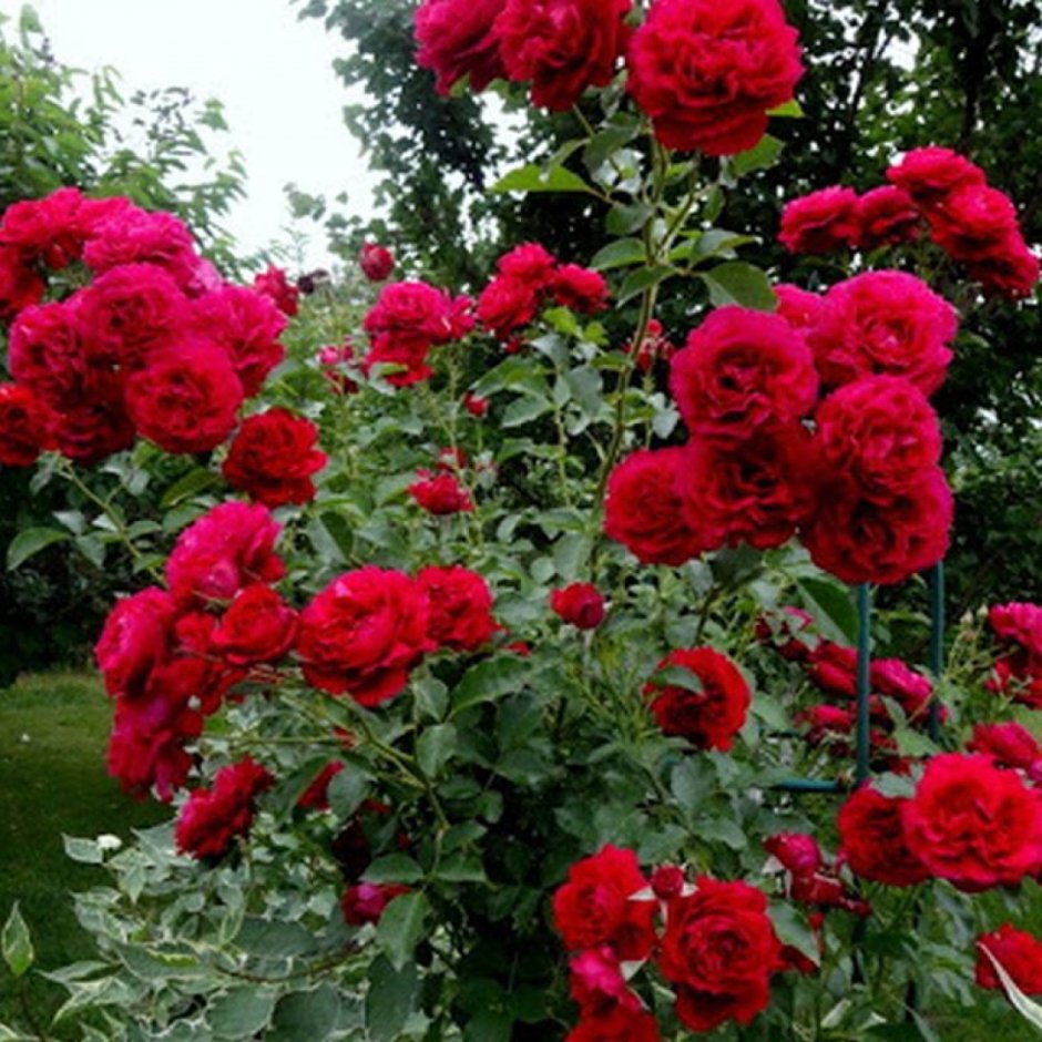Кустовая роза Мадригал (Madrigal)