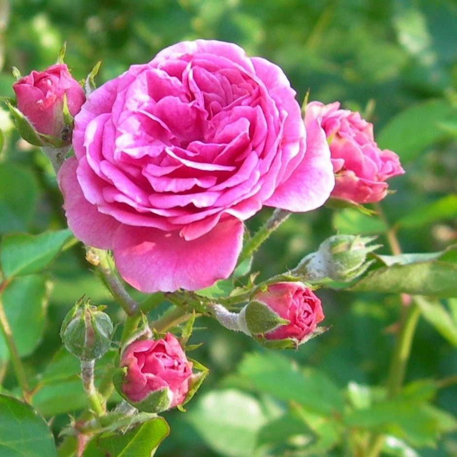 Роза Damascena