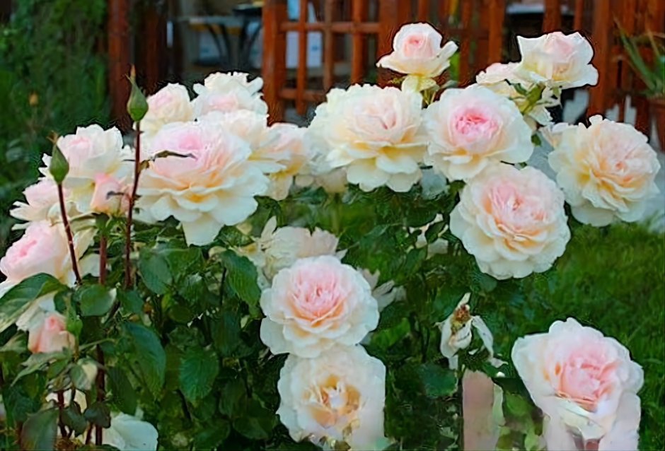 Роза Чандос Бьюти саженцы чайно - гибридных роз