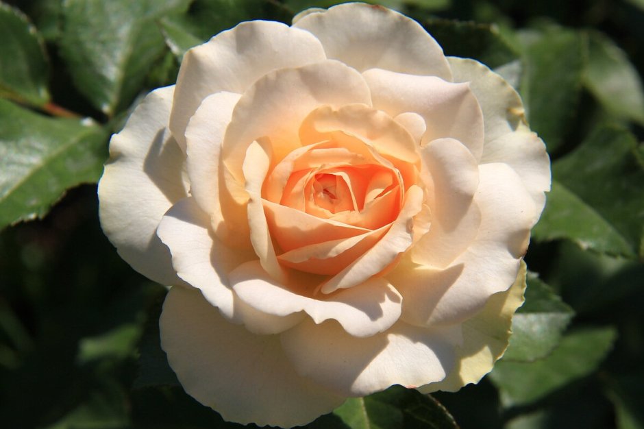 Сан Суси роза Барни