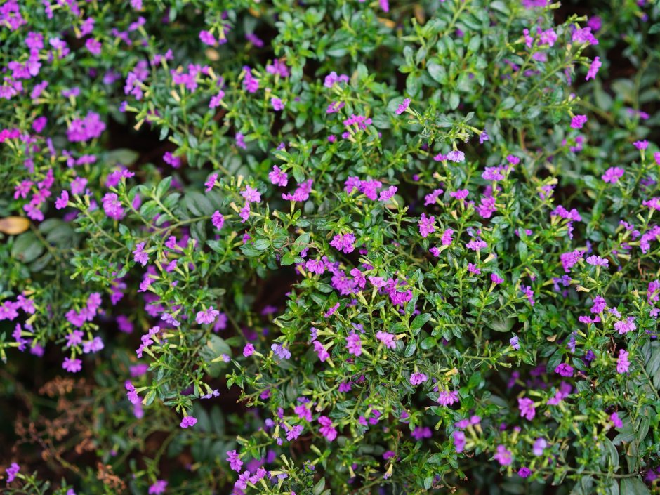 Растение с мелкими фиолетовыми цветочками