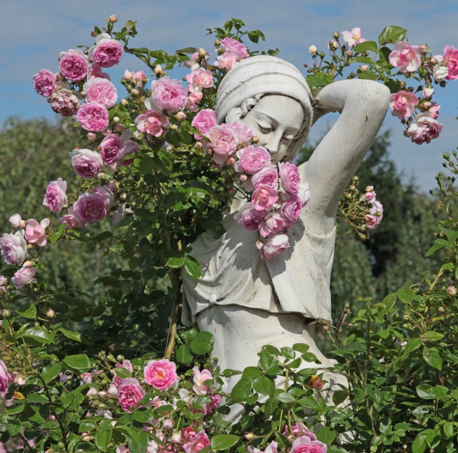 Роза плетистая Jasmina