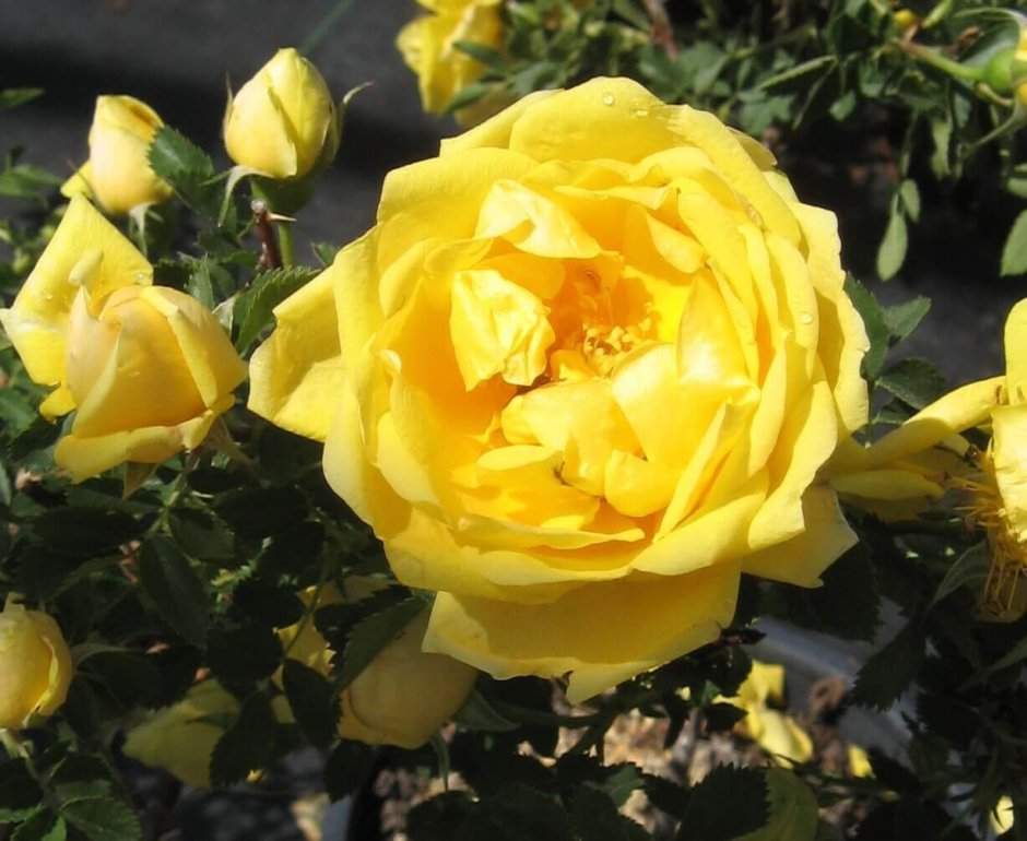 Foetida Persian Yellow (Фетида пион Йеллоу)