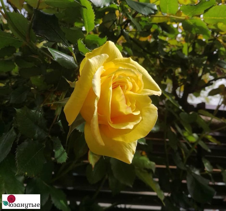 Роза rimosa (Римоза)
