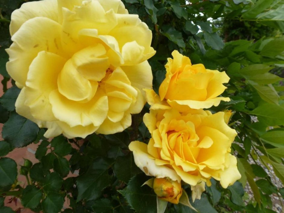 Плетистая роза Римоза желтая