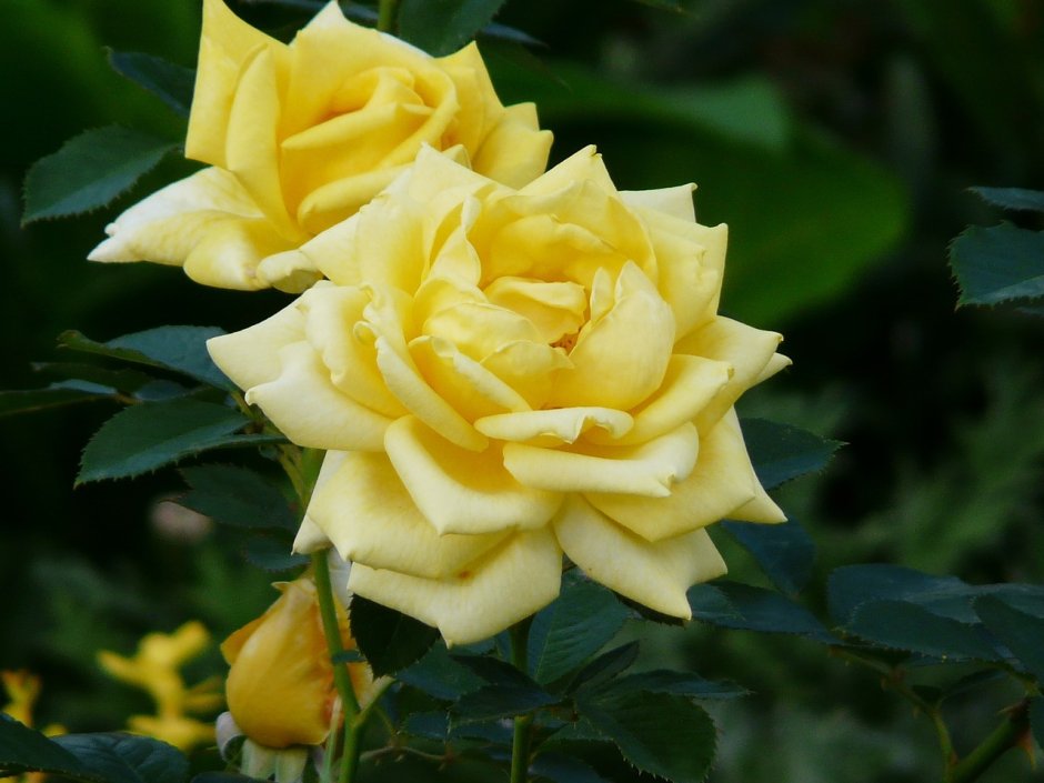 Роза чайно-гибридная Беролина (Berolina)
