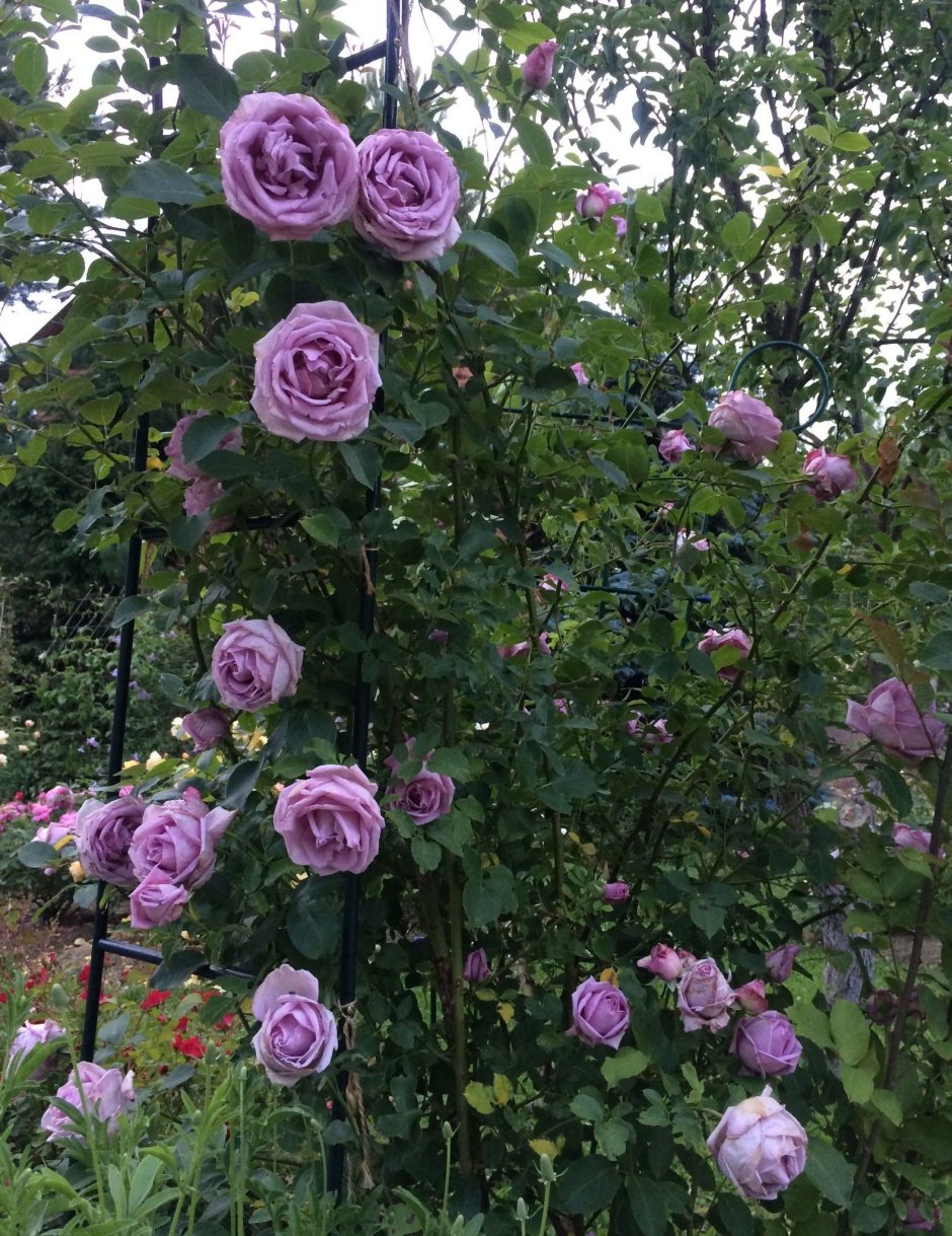 Индиголетта роза плетистая