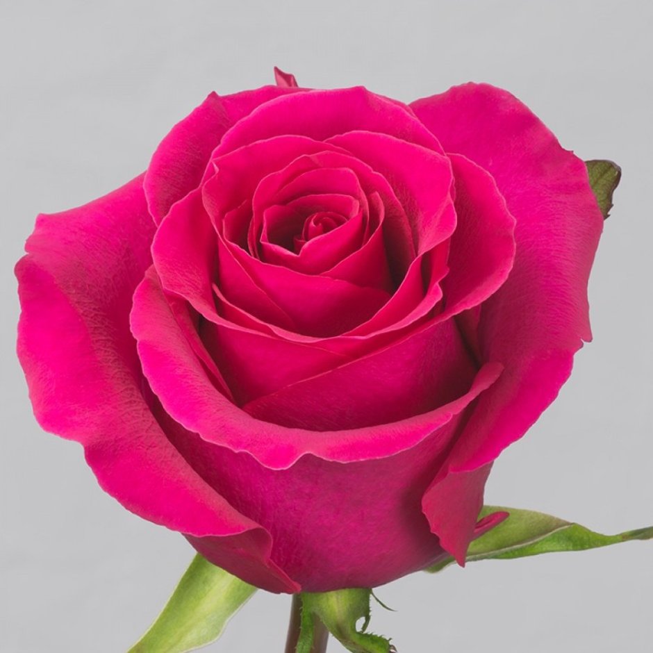 Гоча роза Эквадор