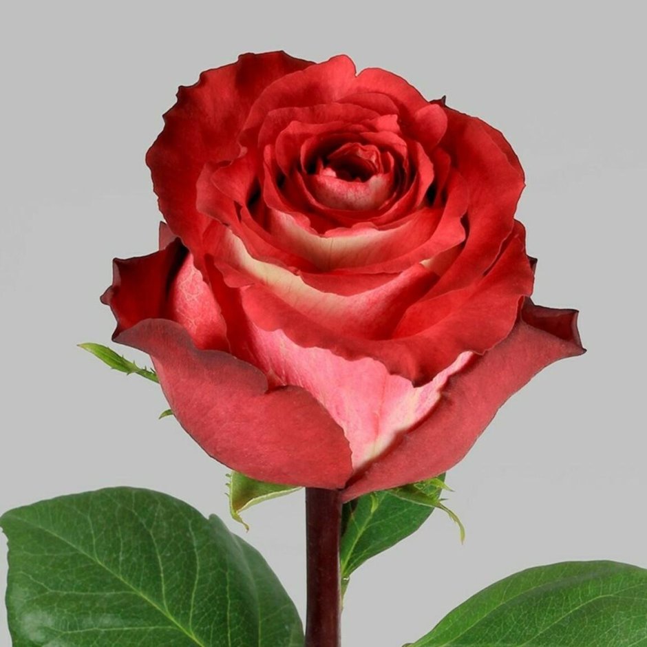 Роза чайно-гибридная Игуасу