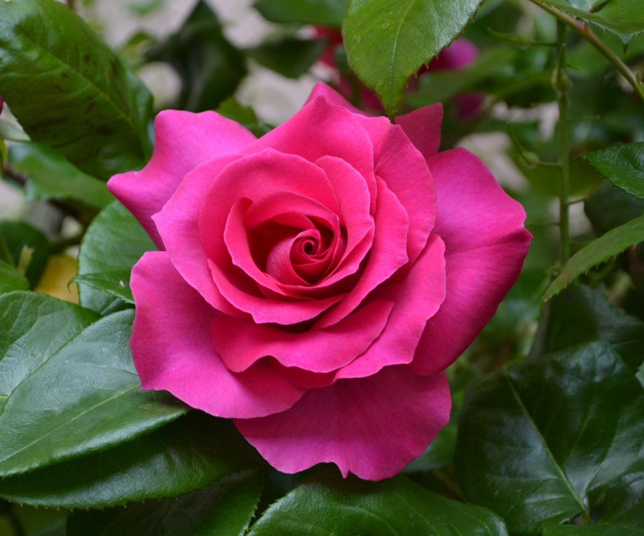 Пинк Нобилис роза