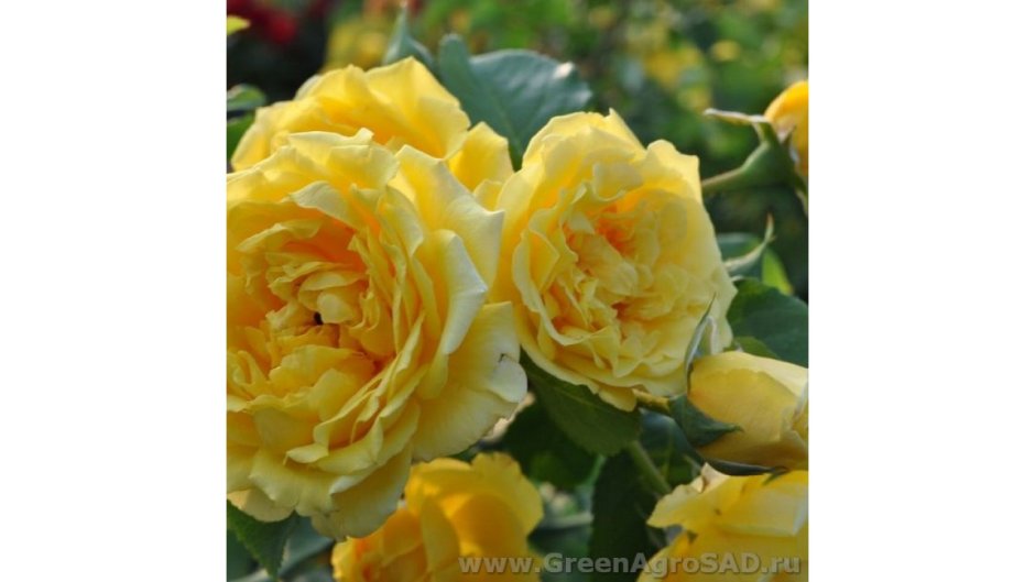 Роза плетистая Голден климбер желтая