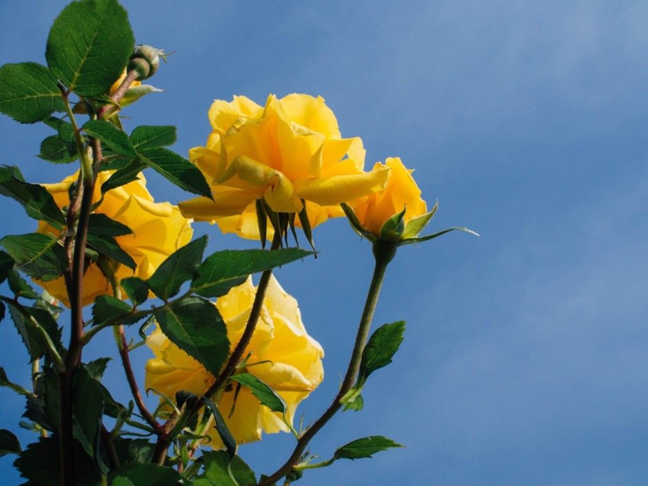 Желтые розы на фоне голубого неба