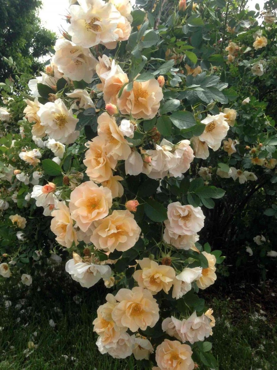 Голден клаймбер плетистая роза
