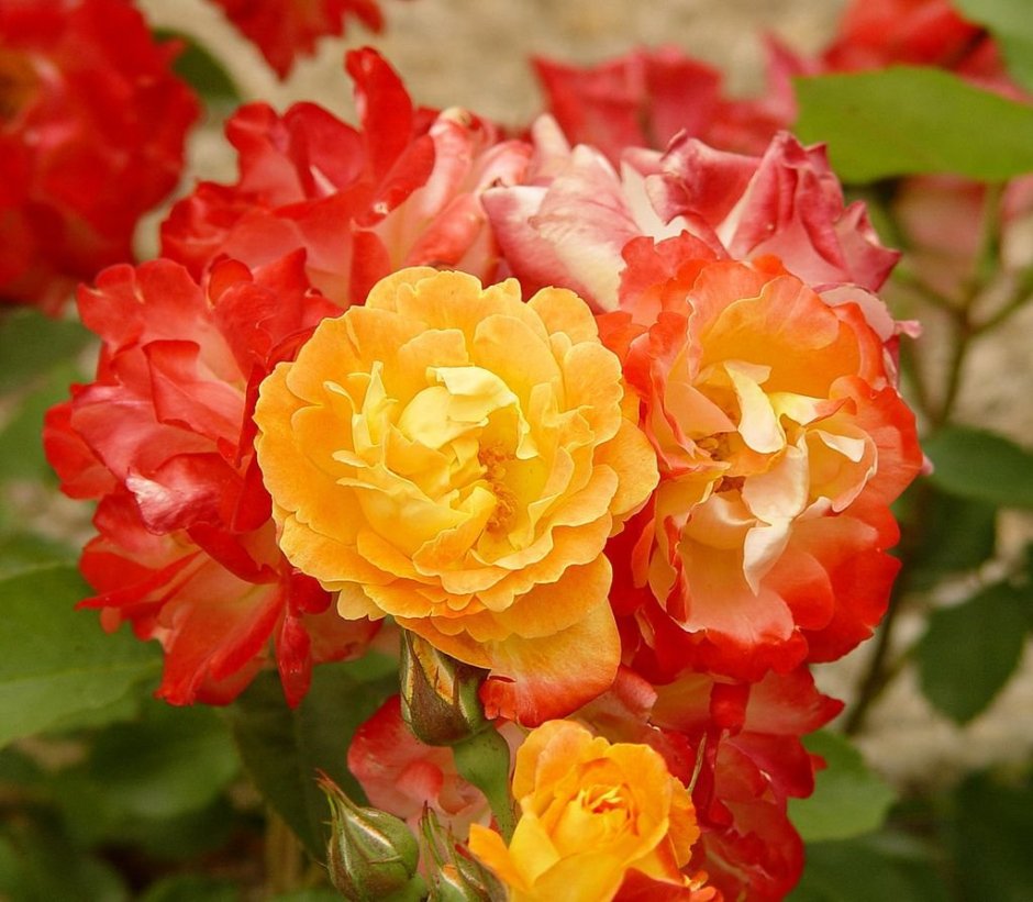 Роза плетистая оранжевая мелкоцветковая