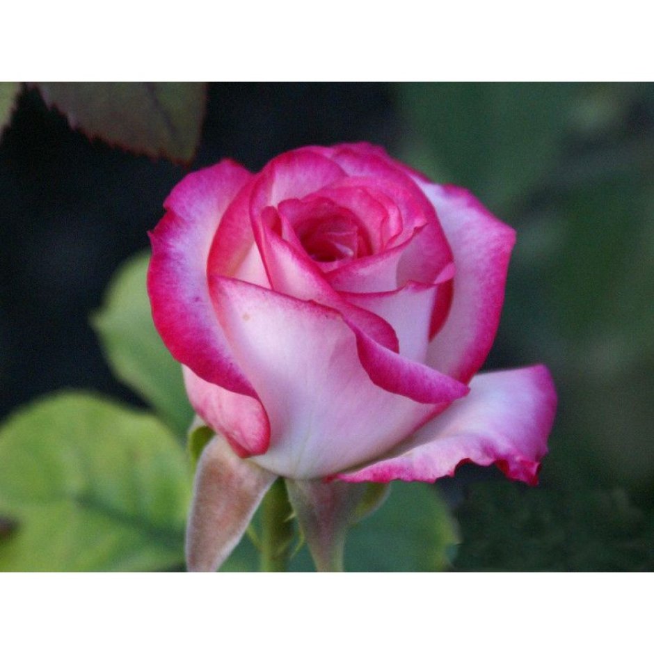 Роза чайно-гибридная Белла Вита