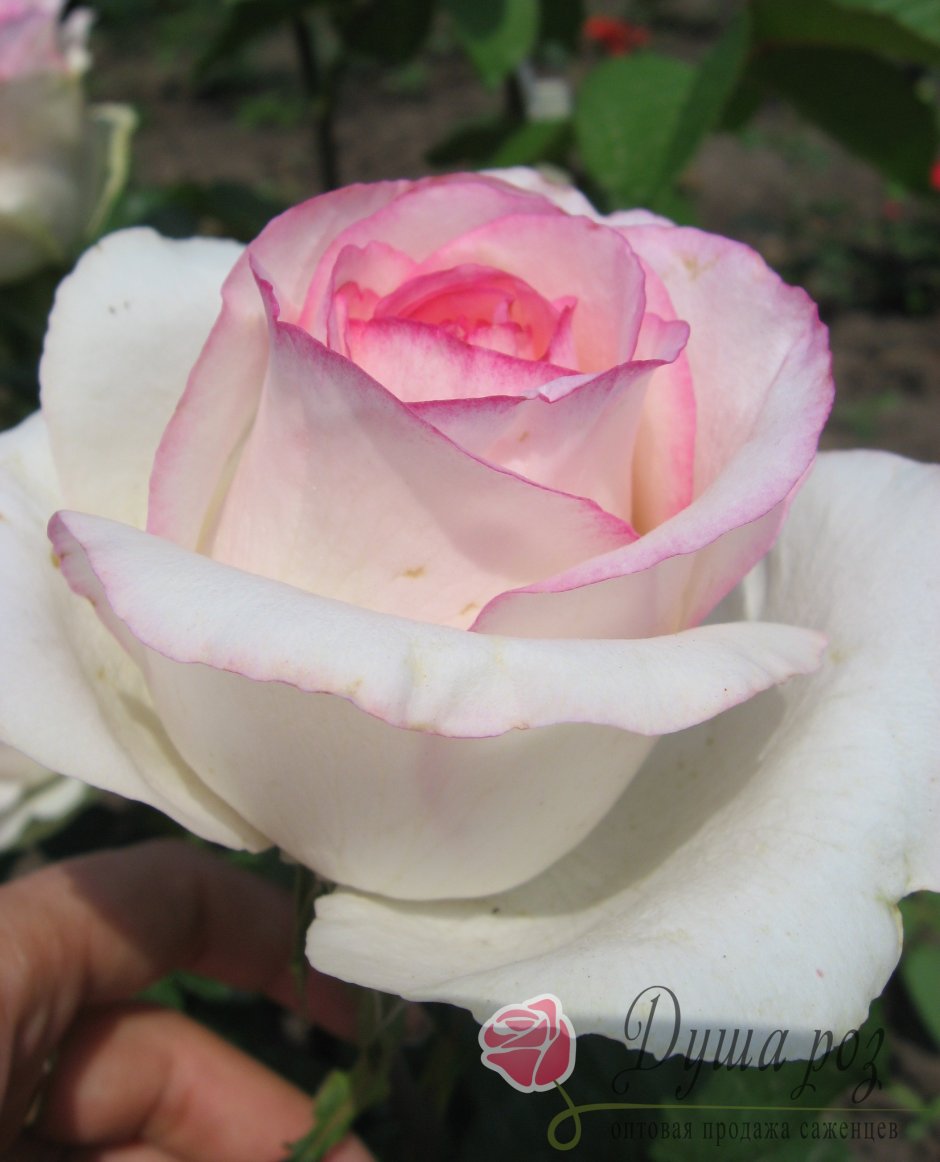 Роза чайно-гибридная Белла Вита Bella Vita