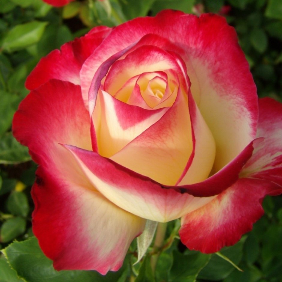 Роза чайно-гибридная Rosa Double Delight