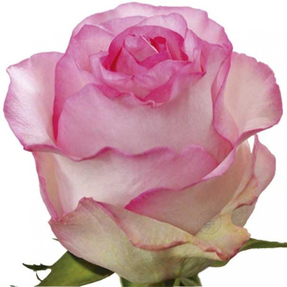 Белла Вита роза чайно гибридная роза