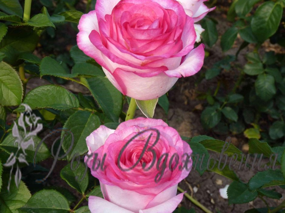 Чайно-гибридные роза Беллавита