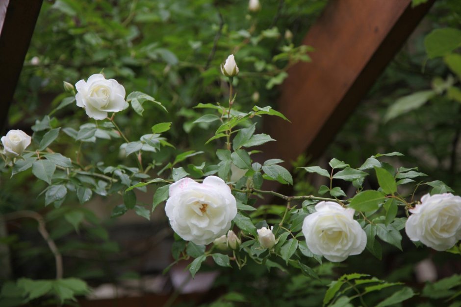 Белые розы на даче