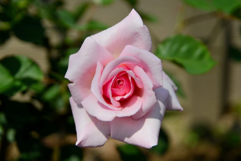 Бело-розовые бутоны роз