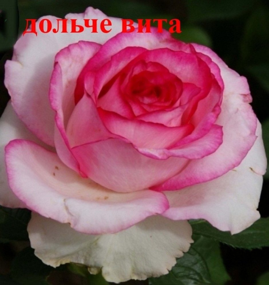 Роза Белла Вита