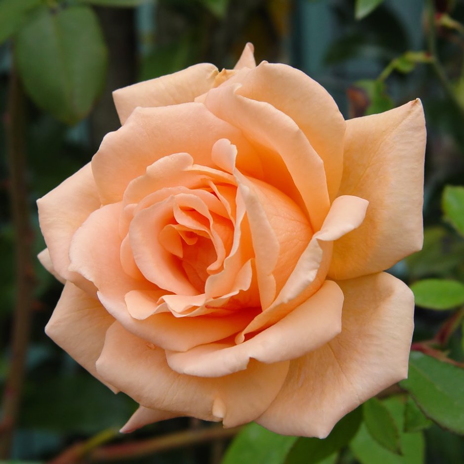 Роза чайно-гибридная Розмари Харкнесс