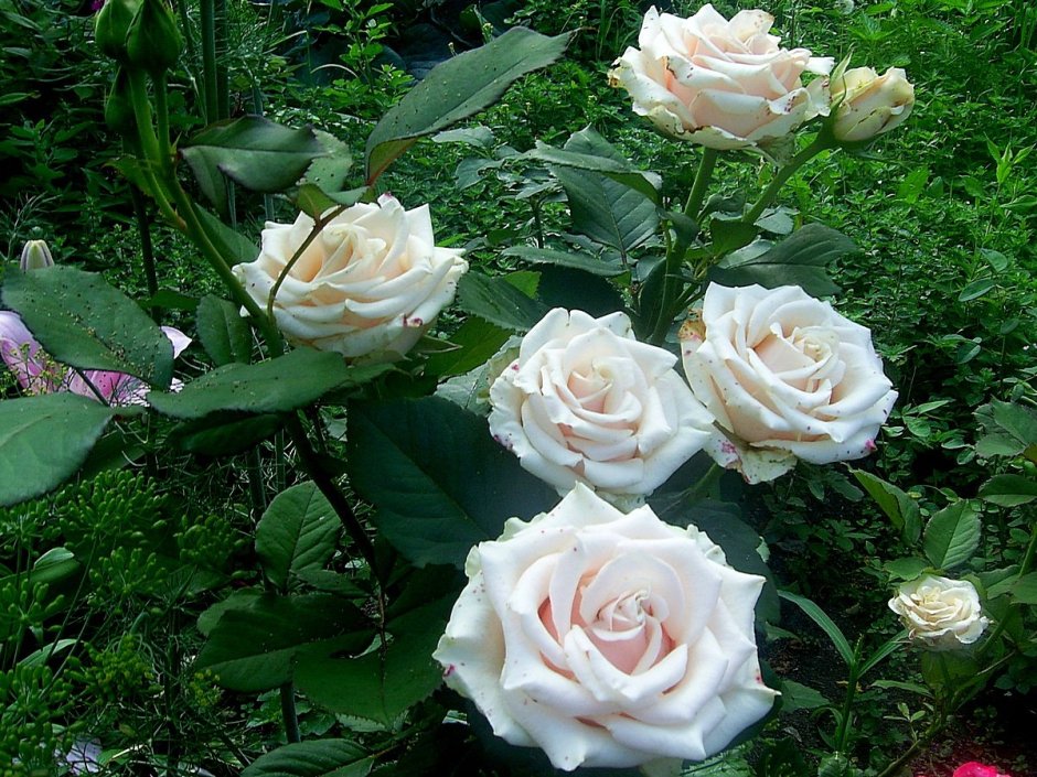 Роза чайно-гибридная "Andre le notre "