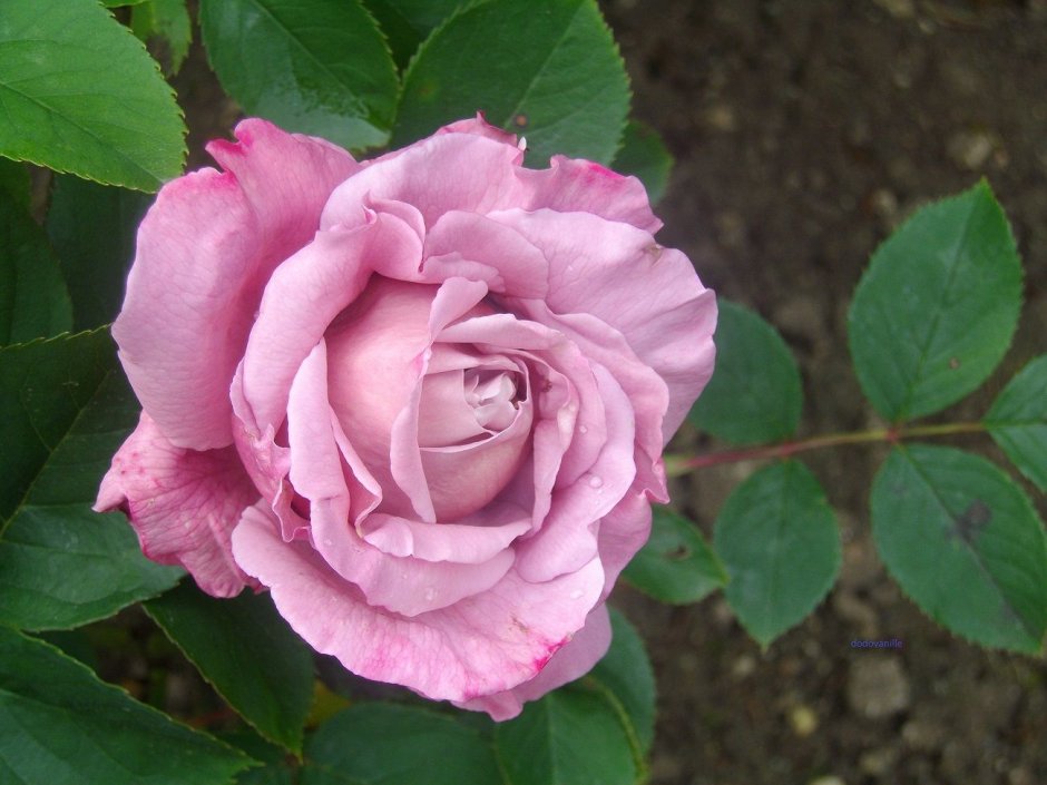 Сорт розы Шарль де Голль