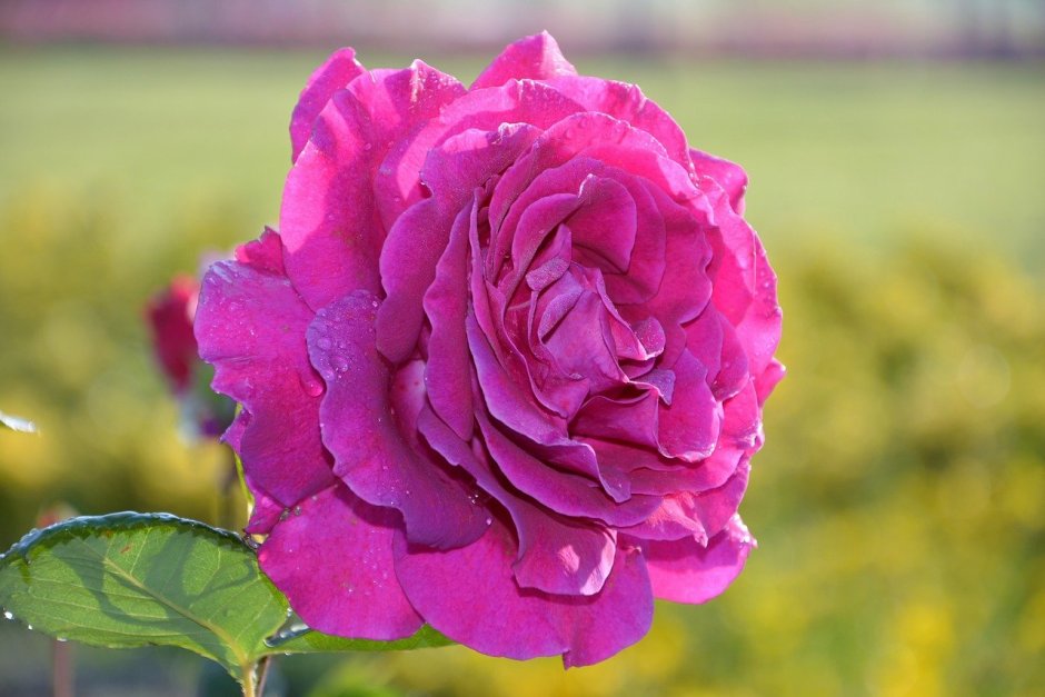 Роза Purple Эден