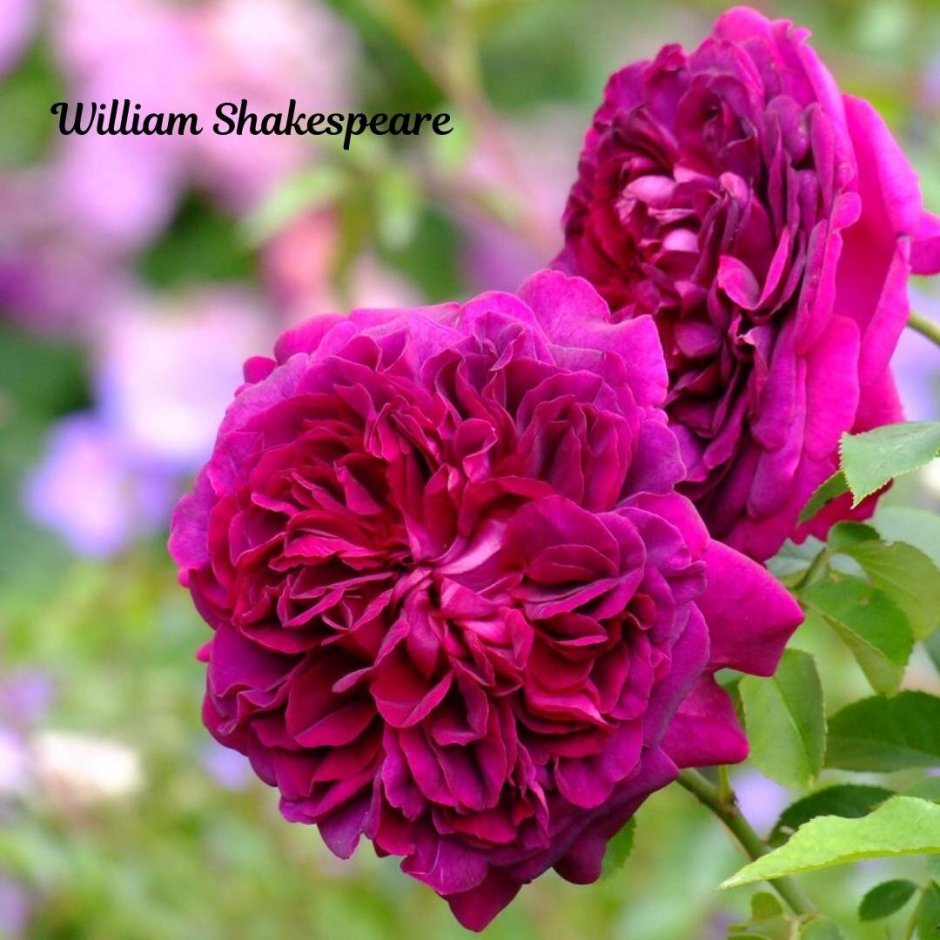 Роза William Shakespeare 2000