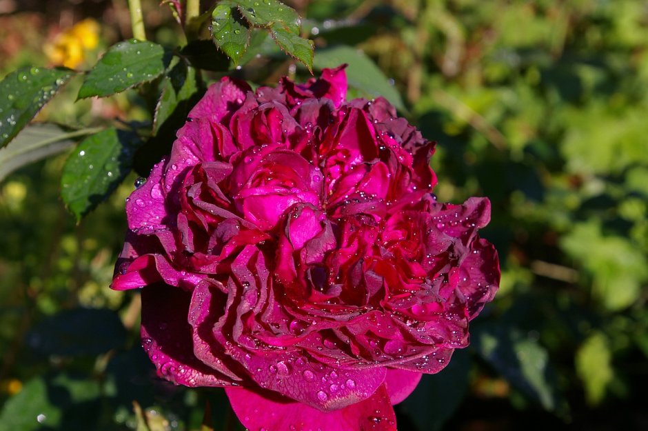 Роза де Помпадур