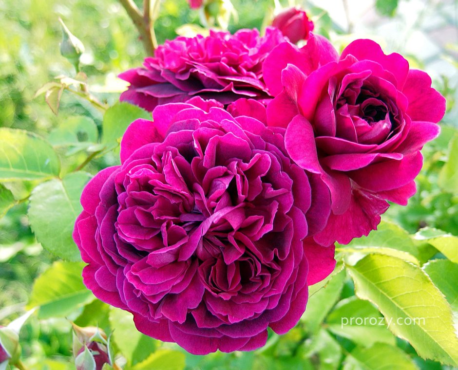 Английская роза Вильям Шекспир роза