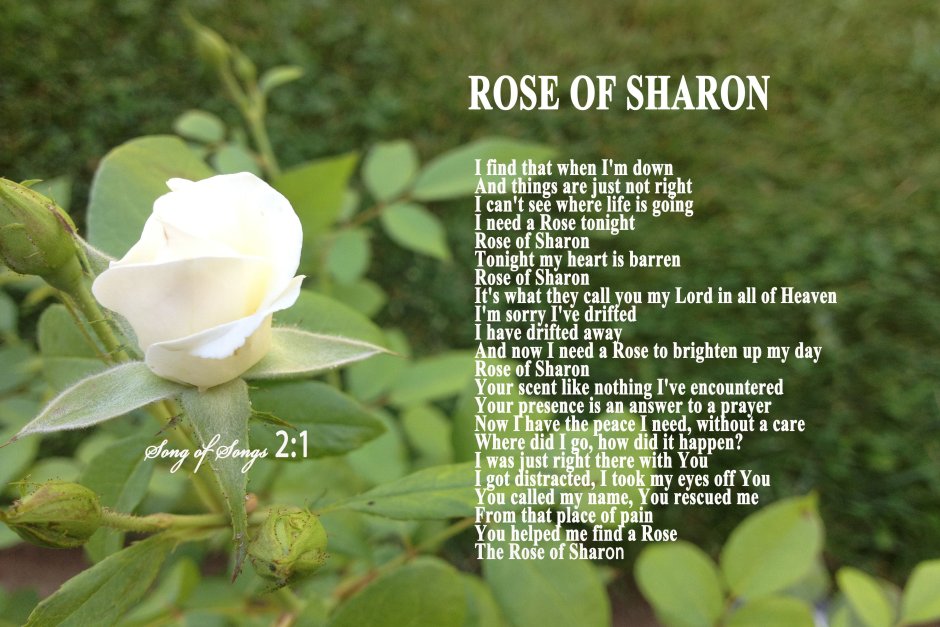 Роза Шарона Библия