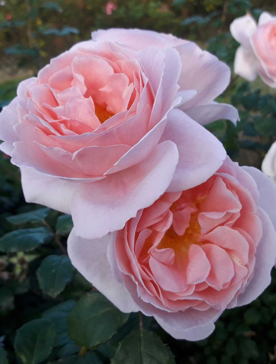Carolyn Knight роза