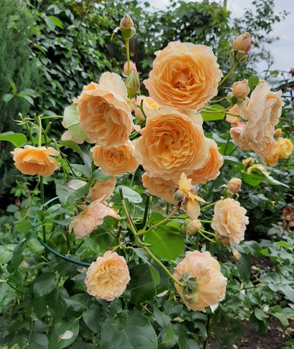 Роза Бонанза шраб