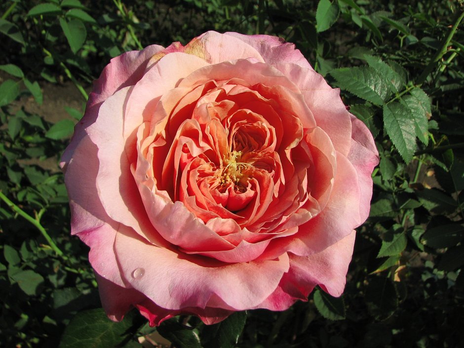 Японская роза Мияби