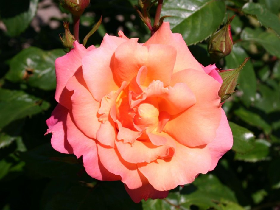 Роза Лира