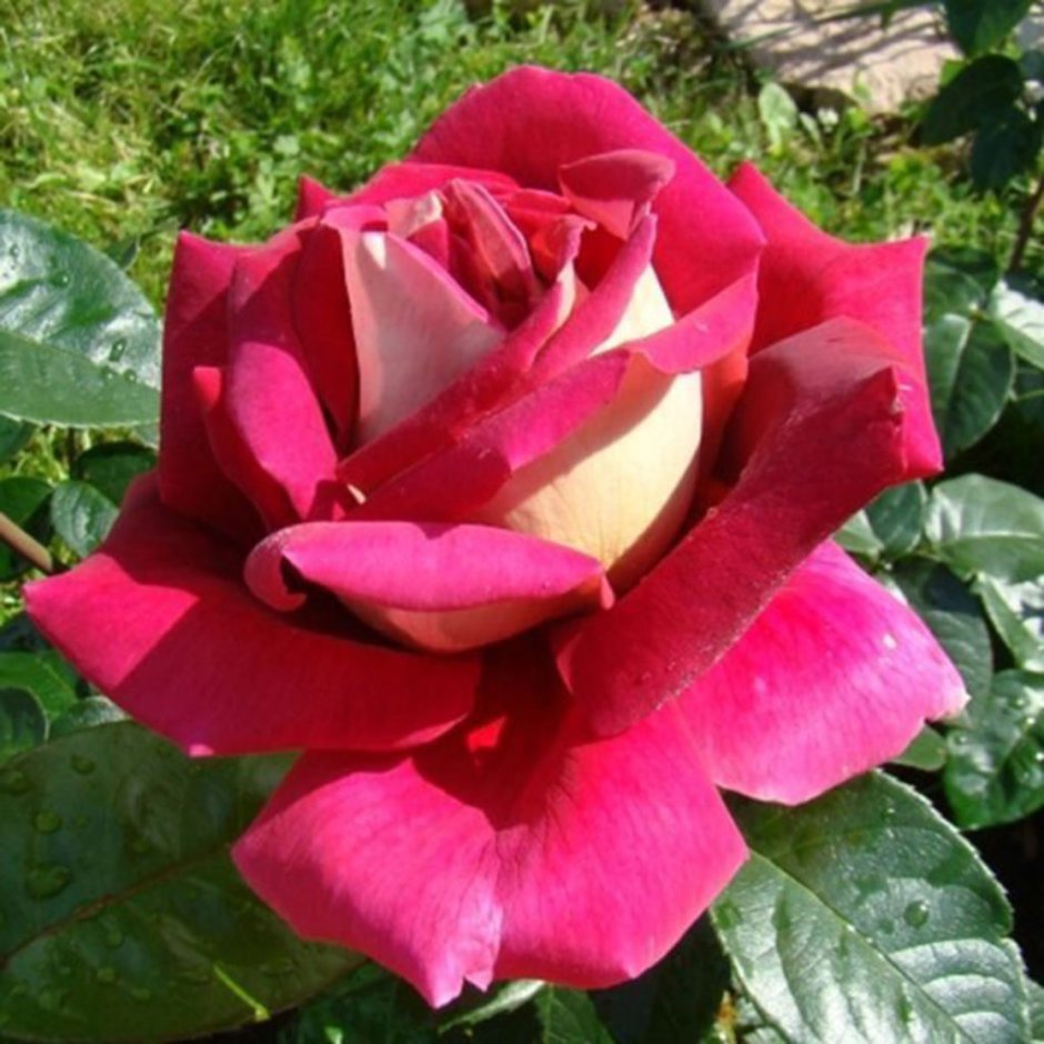 Роза чайно-гибридная Кроненбург