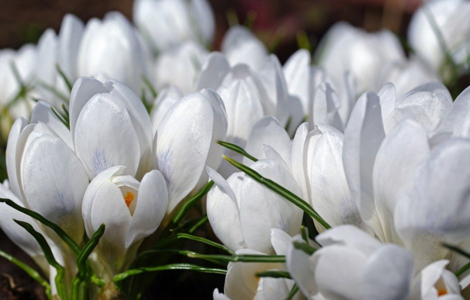 Крокус белый цветок первоцвет